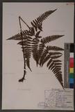 Dryopteris formosana (Christ) C. Chr. OWc