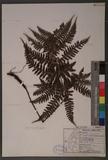 Dryopteris formosana (Christ) C. Chr. OWc