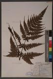 Dryopteris formosana (Christ) C. Chr. OWc