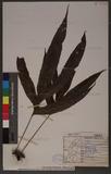 Phymatosorus nigrescens (Blume) Pichi Sermolli n