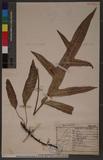 Phymatodes scolopendria (Burm.) Ching p