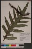 Phymatodes scolopendria (Burm.) Ching p