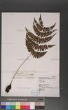 Athyrium