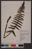 Polystichum