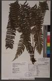 Polystichum acutidens Christ OFտ