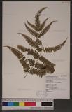 Pteris setuloso-costulata Hayata 