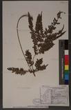 Pteris scabristipes Tagawa `