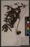 Pteris scabristipes Tagawa `