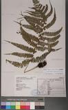 Athyrium