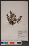 Dryopteris barbigera (Moore) Ktze. K