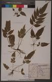 Angiopteris lygodiifolia Rosenst. [y