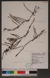 Saxiglossum angustissimum (Gies.) Ching 