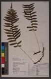 Polypodium amoenum Wall. ss