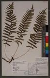 Polypodium amoenum Wall. ss