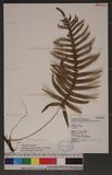 Polypodium