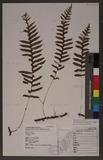 Polypodium amoenum Wall. ss