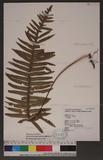 Polypodium formosanum Bak. OWs