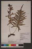 Polypodium amoenum Wall. ss