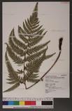 Dryopteris varia (L.) Ktze. n