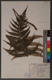 Dryopteris lepidopoda Hayata p