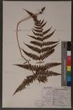 Dryopteris hypophlebia Hayata `s