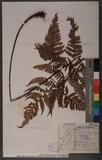 Dryopteris sordidipes Tagawa 