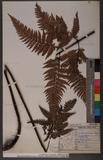 Dryopteris sordidipes Tagawa 