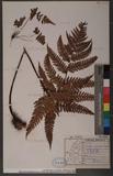 Dryopteris sordidipes Tagawa 