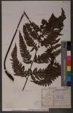 Dryopteris sordidipes Tagawa 