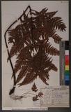 Dryopteris sordidipes Tagawa 