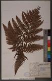 Dryopteris sordidipes Tagawa 