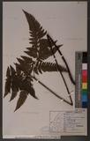 Dryopteris sordidipes Tagawa 