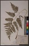 Dryopteris polita Rosenst. OF