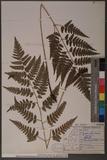 Dryopteris polita Rosenst. OF