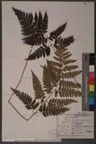 Dryopteris polita Rosenst. OF