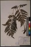 Dryopteris polita Rosenst. OF