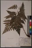 Dryopteris polita Rosenst. OF