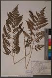 Dryopteris polita Rosenst. OF