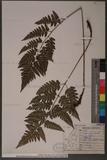 Dryopteris polita Rosenst. OF