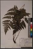 Dryopteris polita Rosenst. OF