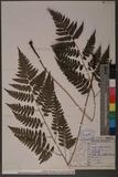 Dryopteris polita Rosenst. OF