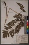 Dryopteris polita Rosenst. OF