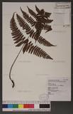 Dryopteris labordei (Christ) C. Chr. 