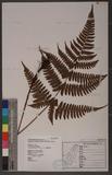 Dryopteris labordei (Christ) C. Chr. 