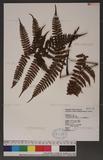 Dryopteris labordei (Christ) C. Chr. 