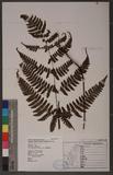 Dryopteris labordei (Christ) C. Chr. 