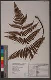 Dryopteris labordei (Christ) C. Chr. 