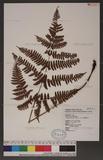 Dryopteris labordei (Christ) C. Chr. 