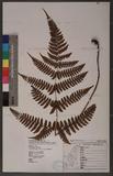 Dryopteris labordei (Christ) C. Chr. 