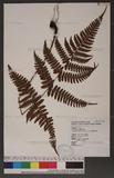 Dryopteris labordei (Christ) C. Chr. 